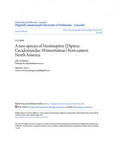 A new species of Neostenoptera (Diptera: Cecidomyiidae ...