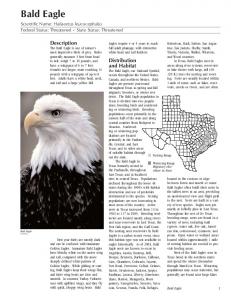 Bald Eagle - Texas Parks & Wildlife Department