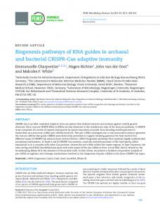 Biogenesis pathways of RNA guides in archaeal and bacterial ... - Core