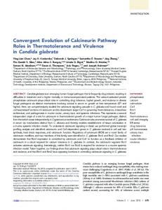 Convergent Evolution of Calcineurin Pathway