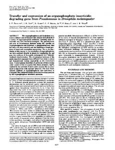 degrading gene from Pseudomonas in Drosophila melanogaster