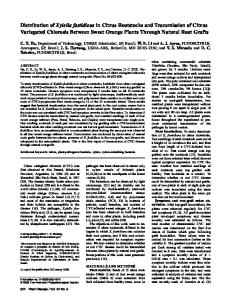Distribution of Xylella fastidiosa in Citrus Rootstocks ... - APS Journals