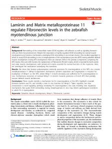 Laminin and Matrix metalloproteinase 11 regulate Fibronectin levels in ...