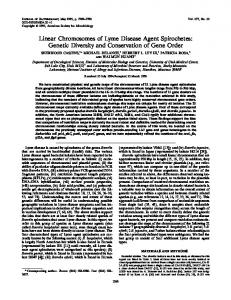 Linear Chromosomes of Lyme Disease Agent Spirochetes - Journal of ...