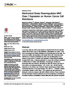 Mechanical Stress Downregulates MHC Class I