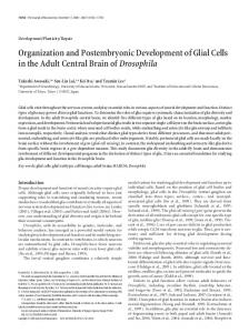 Organization and Postembryonic Development of ... - Semantic Scholar