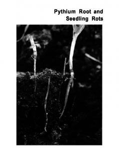 Pythium Root and Seedling Rots