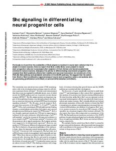 Shc signaling in differentiating neural progenitor cells - Nature