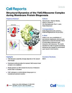Structural Dynamics of the YidC:Ribosome Complex