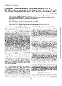 Synthesis of Chondroitin Sulfate E ...