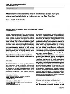 the role of mechanical stress, myocyte shape, and cytoskeletal ...