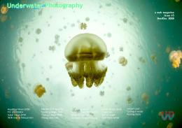 Underwater Photography Underwater Photography