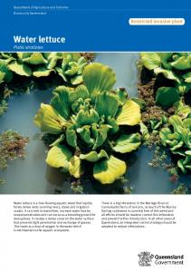 Water lettuce - Department of Agriculture, Fisheries and Forestry
