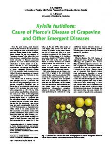 Xylella fastidiosa: Cause of Pierce's Disease of ... - APS Journals